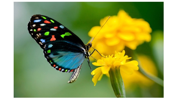 Dubai Butterfly Garden is World’s Largest Covered Butterfly Garden in Dubai, We specially create a c...