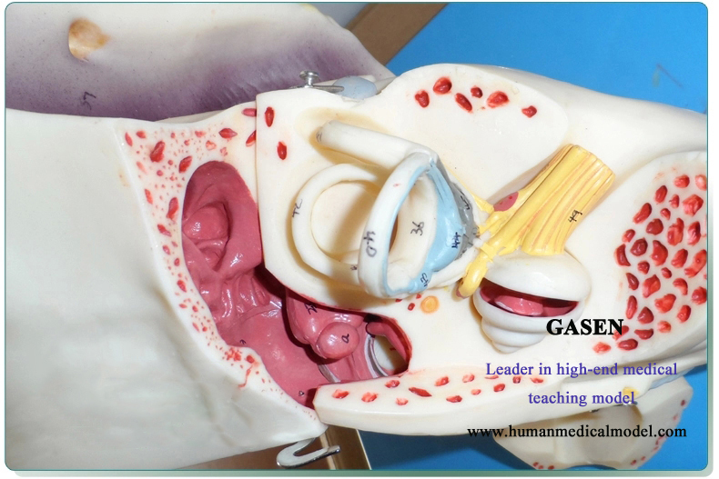 This model consists of the ear, ear canal, eardrum room, eardrum and ossicles, petrous bone, inner e...