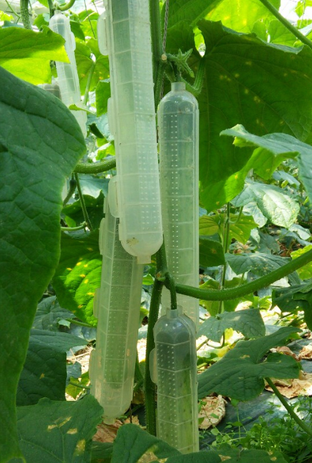 Cucumber growth cap - Achieved certificate of a patent - Make straight and clean cucumber - Help cuc...