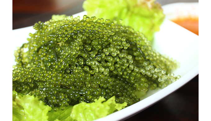 Product Type: Seaweed Variety: Laver Style: Fresh Cultivation Type: Organic Processing Type: Seasone...