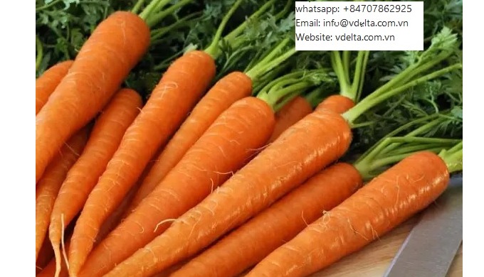 FRESH CARROT Type: Carrot Product Type: Umbelliferous Vegetabless Color: red Size (cm): 15 Weight (k...