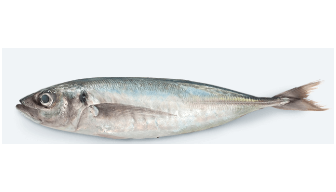 Block frozen whole jack mackerel: a product obtained from the species Trachurus picturatus murphy. E...
