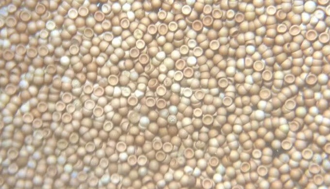 We are a manufacturer of high quality Artemia Cysts（Brine shrimp eggs） in China. the Bohai Bay artem...