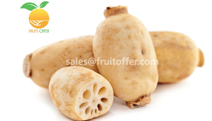 Product: Lotus Root Origin: Viet Nam Color: Cream White Export Type: - Whole Fresh Lotus Root - IQF ...