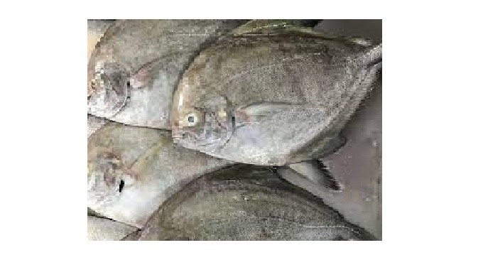 Origin: Nghe An province, Vietnam Ingredient: Fish Shelf Life: 24 months. Part: Whole Packing: Froze...