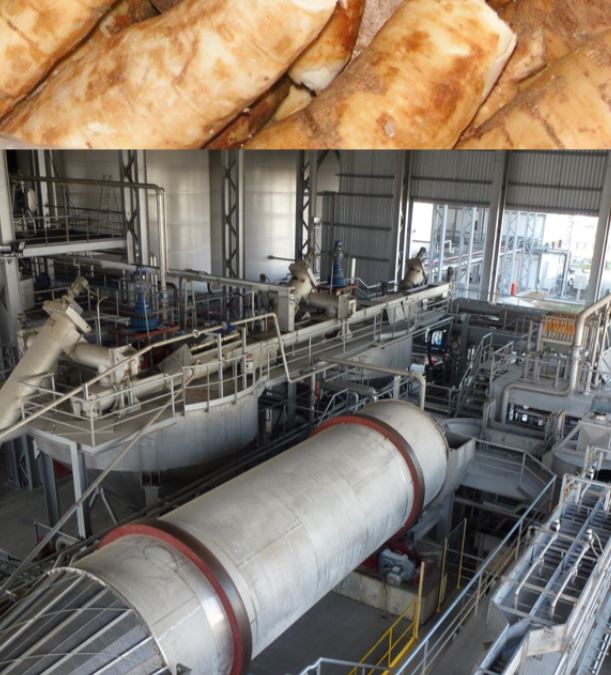 Préparation du manioc par INTERIS