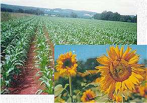 Vous souhaitez suivre une formation pour devenir exploitant agricole ? Contactez notre institut pour...