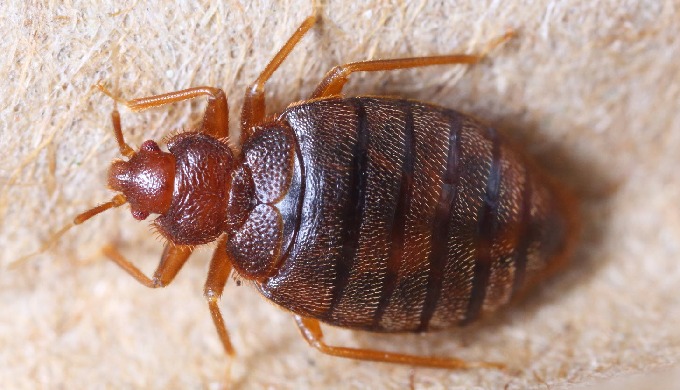 Pour constater l'infestation de votre logement par des punaises de lit, les boutons sur le corps son...