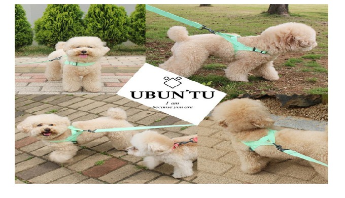 Daily harness for small & medium dog | pet harness