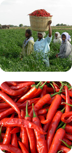 Vi kan erbjuda bl.a. Frysta örter, vitlök, schalottenlök, jalapeno, ingefära, inkapslade produkter t...