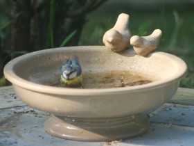 Abreuvoir oiseaux