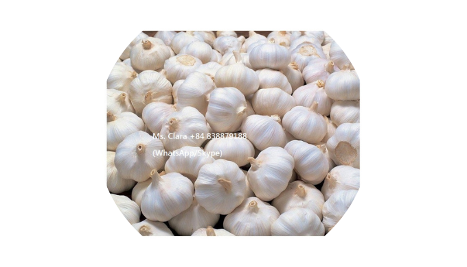 Style: Fresh, Fresh Type: Garlic, Liliaceous Vegetabless Product Type: Liliaceous Vegetabless Cultiv...