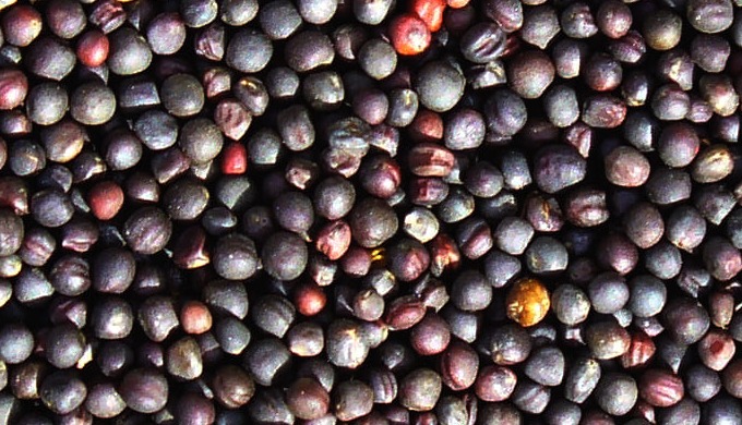 Magia Agro LLC offers new products for sale: - non-GMO rapeseed - 1500 tons (quality indicators are ...