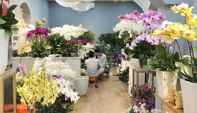 Orchid shop with all kinds, ready to ship worldwide!