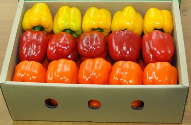 The paprika are planted in Cheolwon shareholder farm located in place with distinctively large low a...