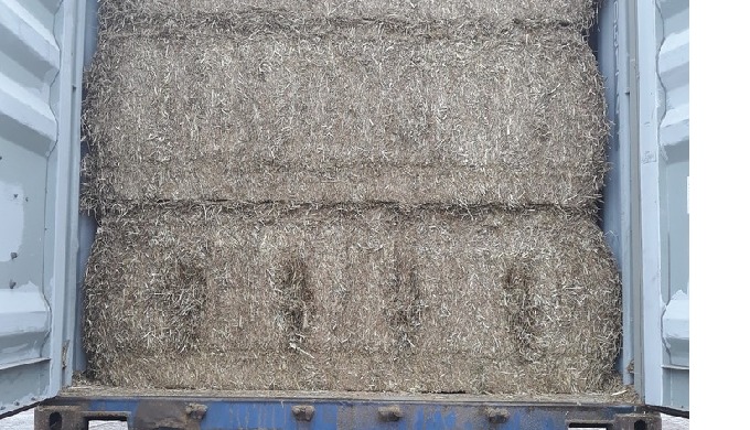Raygrass (ryegrass) de calidad maxima, en pacas de 700 kgs. Cargas por contenedor o por camión.
