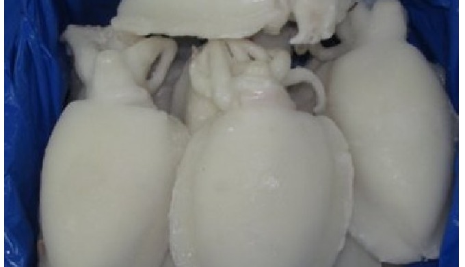 Variety: CUTTLEFISH Style: FROZEN Part: Body Feature: Nutritious Packaging: Bulk Grade: A Weight (kg...