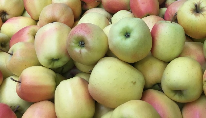 Apples for industrial processing