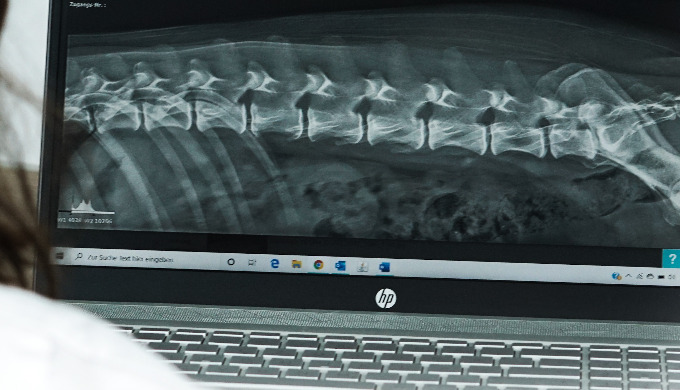 Wir bieten digitales Röntgen, ein eigenes LAbor, Ultraschall, umfangreiche und schonende Operationen...