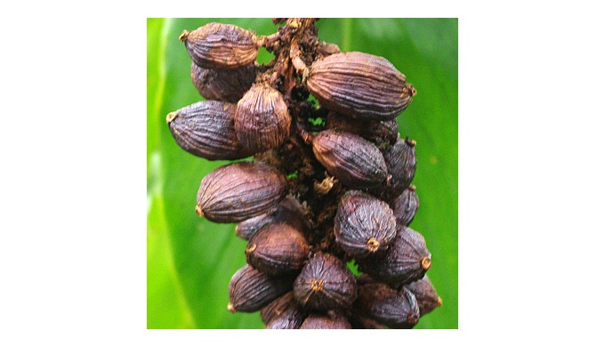 Variety: Cardamom Product Type: Single Herbs & Spices Style: Dried Processing Type: Raw Shape: G...