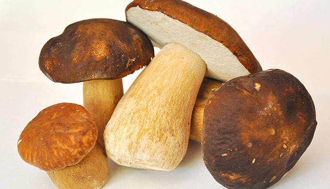 Wild and cultivated mushrooms products including frozen mushrooms, dried mushrooms, mushrooms in bri...