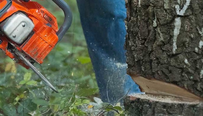 We are proud to offer expert tree removal services to the local community. Our skilled team of tree ...