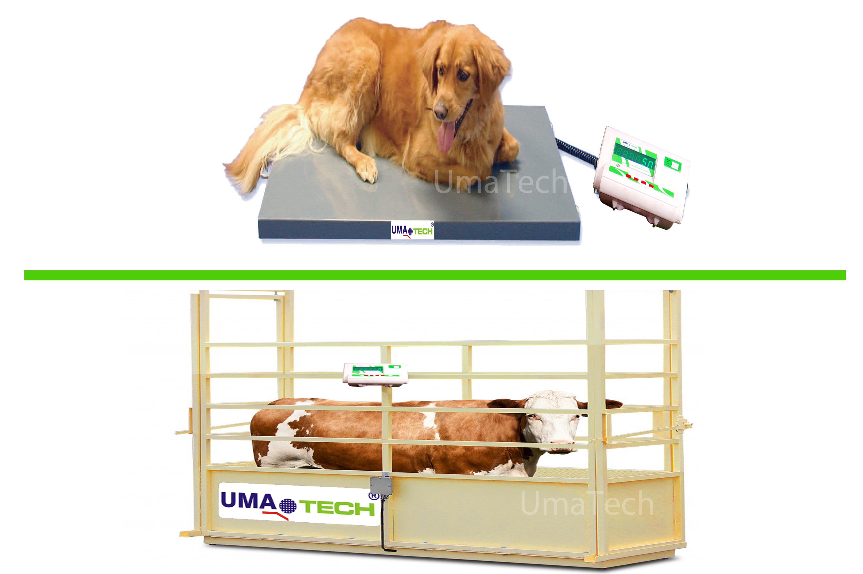 Veterinary & Animal Weighing Scales for Weighing Pets, Goats, Sheeps, Cows & Horses etc., (by UmaTech Weighing Scales) Veterinary & Animal Weighing Scales for Weighing Pets, Goats, Sheeps, Cows & Horses etc., (by UmaTech Weighing Scales)