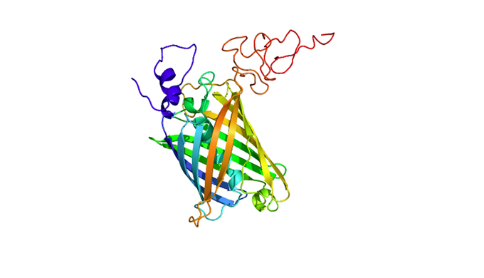 Trade name: GFPEINCI names: sr-Jellyfish Polypeptide-1 sh-Oligopeptide-1Feature of ingredientRecombi...
