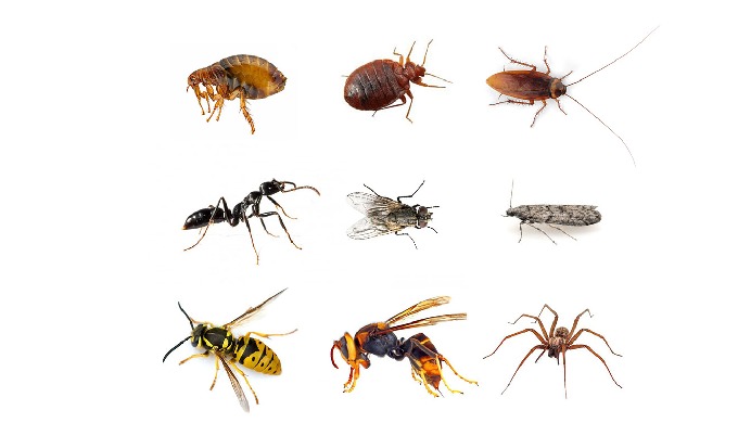 Pour une désinsectisation efficace et rapide, faire appel à TAP (Traitement Antiparasites) est la me...