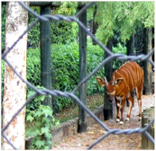 Plasă din sîrmă răsucită hexagonală "Manie".
