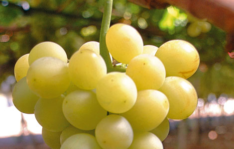 L’uva è un frutto energetico e particolarmente ricco di acqua, zuccheri e sali minerali depurativi c...