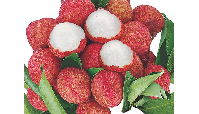 FRUITS Fresh Lychee from Vietnam Style: Fresh Cultivation Type: COMMON Maturity: 100% FRESH LYCHEE G...