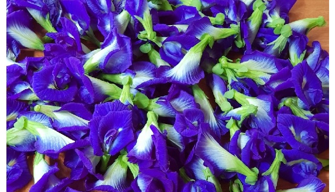Product Type: FLAVORED TEA Type: Flower Tea Variety: Blue Pea Flower Tea Style: Blooming Tea Process...