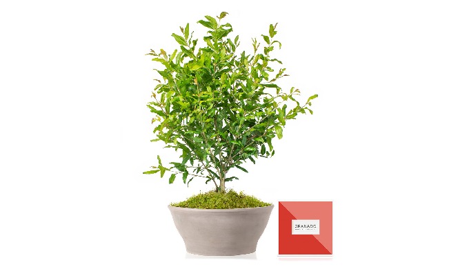 arbol frutal granado en maceta ceramica