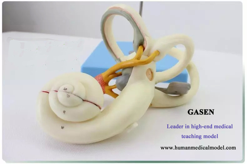 The model consists of the inner ear labyrinth (including the bony labyrinth and the membranous labyr...