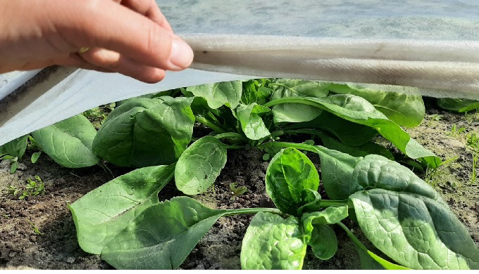 Abdeckvlies, Abdeckfolie, Enteschutz, Ernteverfrühung