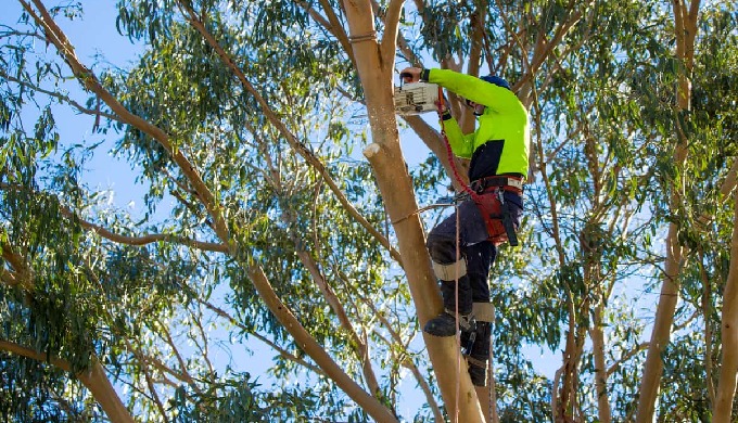 O'Brien's Tree Services is a trusted and professional tree care company dedicated to providing top-n...