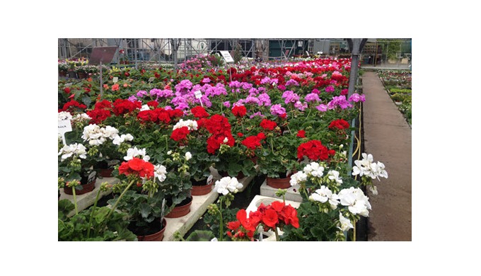 Plants for your garden beds through the seasons, from geraniums, petunias and fuchsias for spring an...