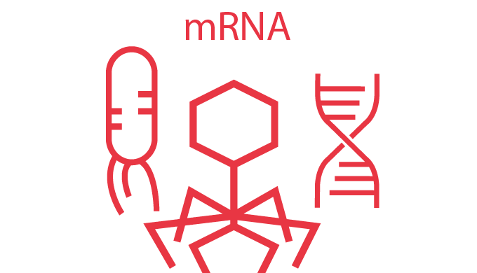 Determina los genes que se están expresando en un organismo o comunidad (meta-transcriptómica) media...