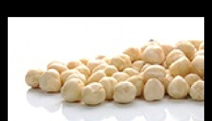 NATURAL HAZELNUT-BLANCHED HAZELNUT-ROASTED HAZELNUT