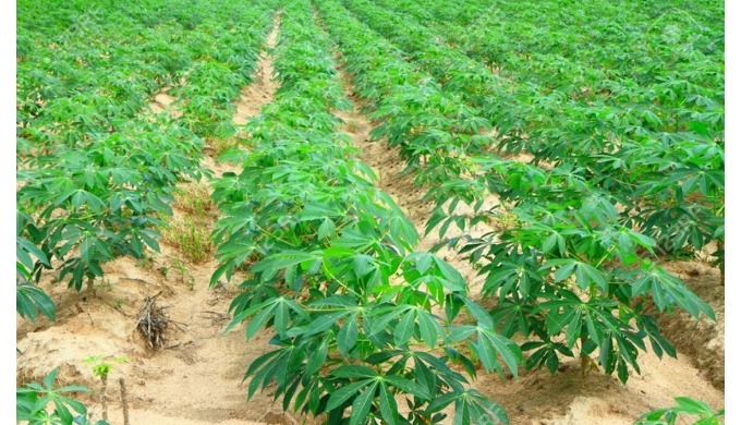 Quick Details Style: Fresh Type: Cassava Variety: Cassava Cultivation Type: COMMON Place of Origin: ...