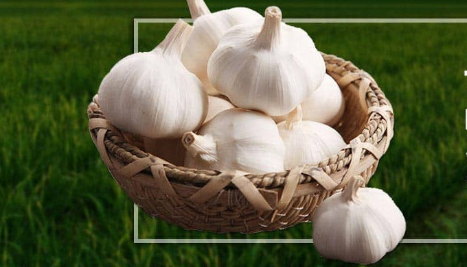 Jining Yuanfu is a leading brand in the garlic export industry. We specialize in sourcing and export...