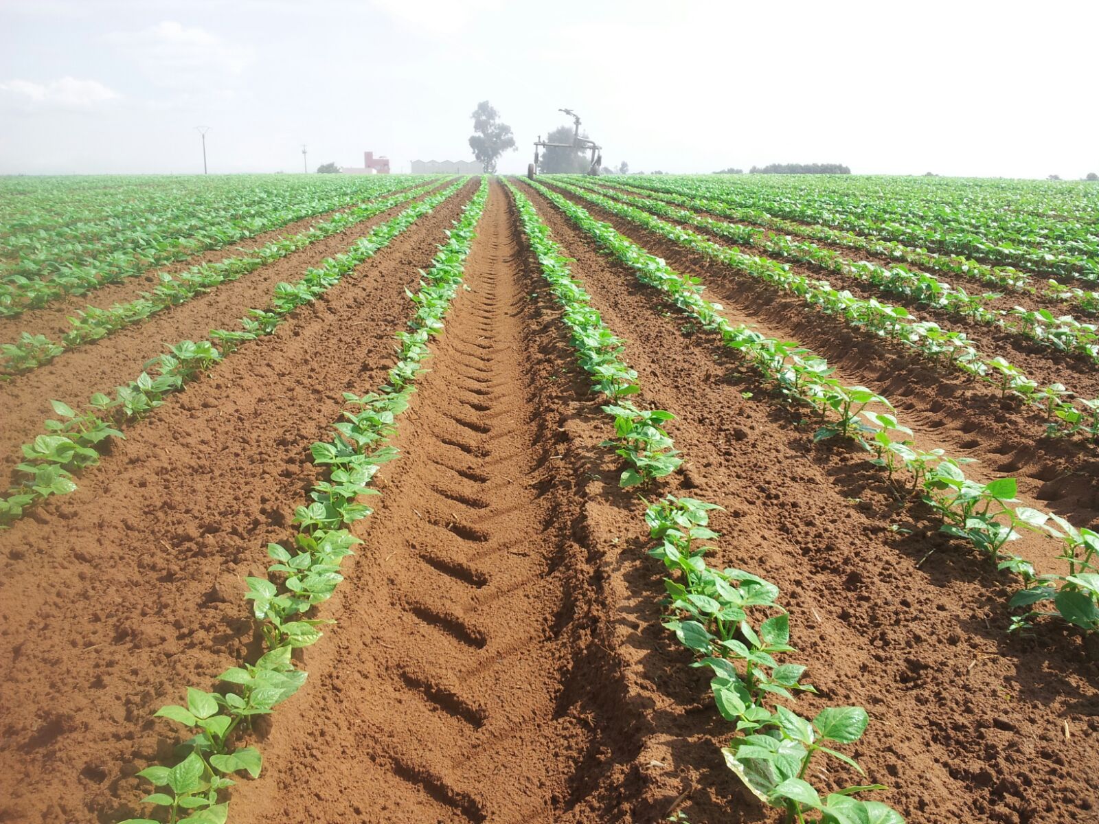 Etude et réalisation des projets d'irrigation par aspersion, goutte à goutte, gaine, micro jets et d...