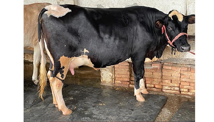 Best Quality HF Cow Wholesale Supplier in Karnal. Pure Hf Breed Cow Supplier & Trader In Karnal at B...