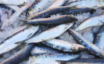 Poisson fumés, poisson frais, produits se la mer (céphalopode, crustacés, fruits de mer,...).Artisan...