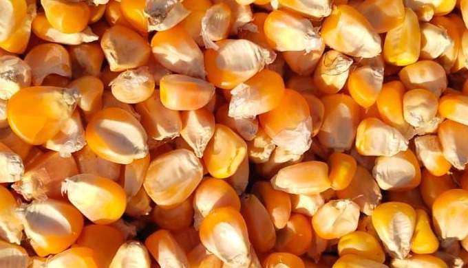 YELLOW CORN Export Quality MOISTURE – 13.0% MAX, DAMAGE – 3% MAX INSECT DEMAGE – 3.0% MAX, ADMIXTURE...