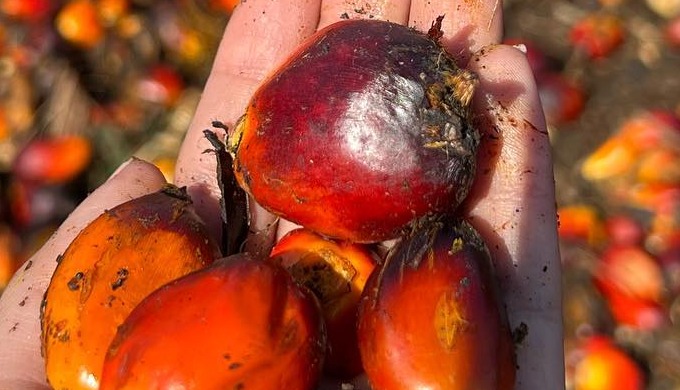 Los aceites y grasas derivadas de la palma aceitera se encuentran entre las grasas vegetales más uti...