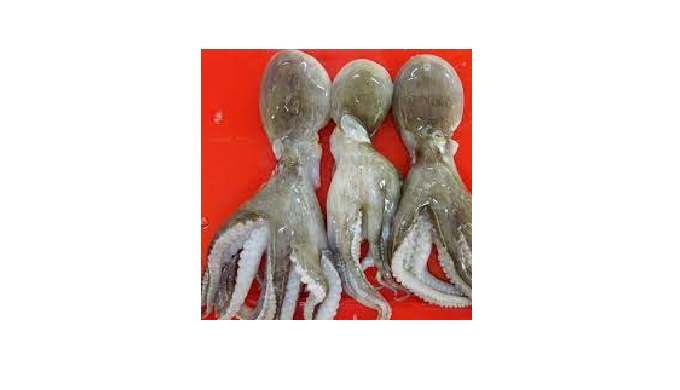 Origin: Khanh Hoa province, Vietnam Ingredient: fish Packaging:frozen Shelf Life: 12 months. Part: w...