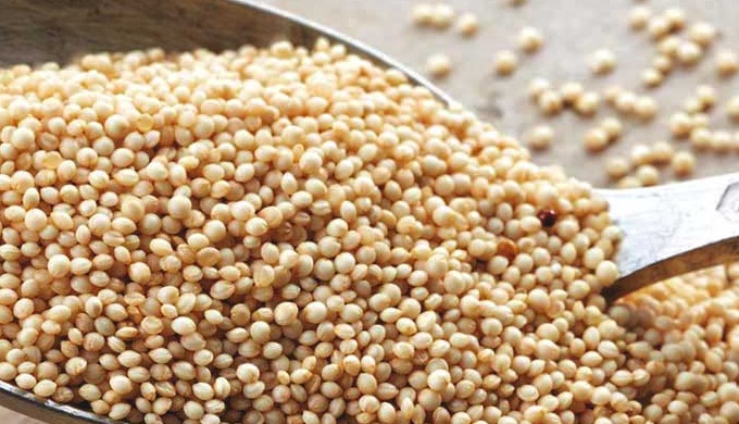 Our company is a known supplier of Organic Amaranth Seeds that are meticulously harvested and procur...