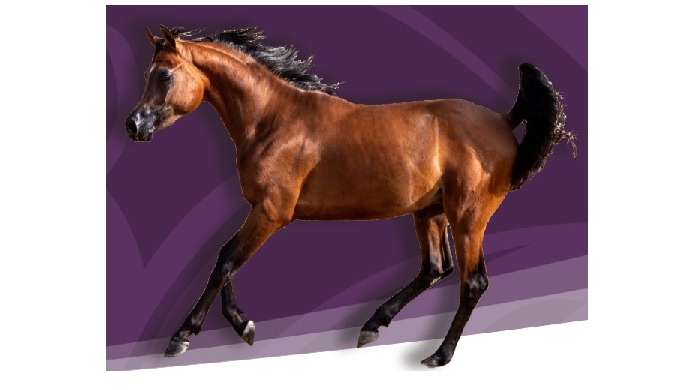 Suplementos nutricionales para caballos Neostrong